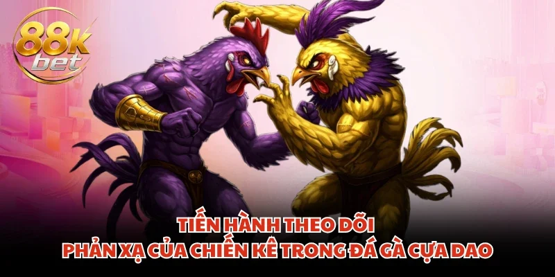 Tiến hành theo dõi phản xạ của chiến kê trong đá gà cựa dao
