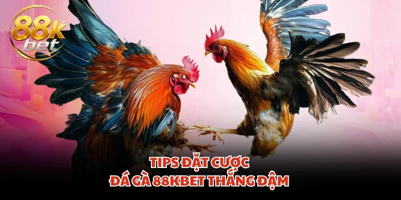 Tips đặt cược đá gà 88KBET thắng đậm